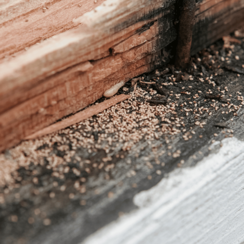 Why Termite Control Is Essential for Every Vizag Home